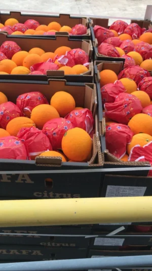Naval Orange XXL