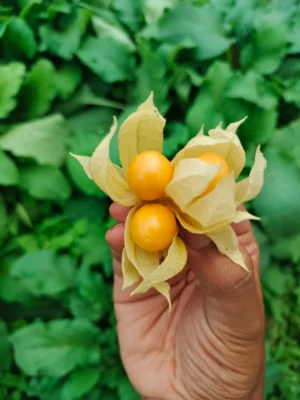 Gooseberry 500gram