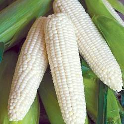 organic-white-corn-250x250_460x Cameron White Corn